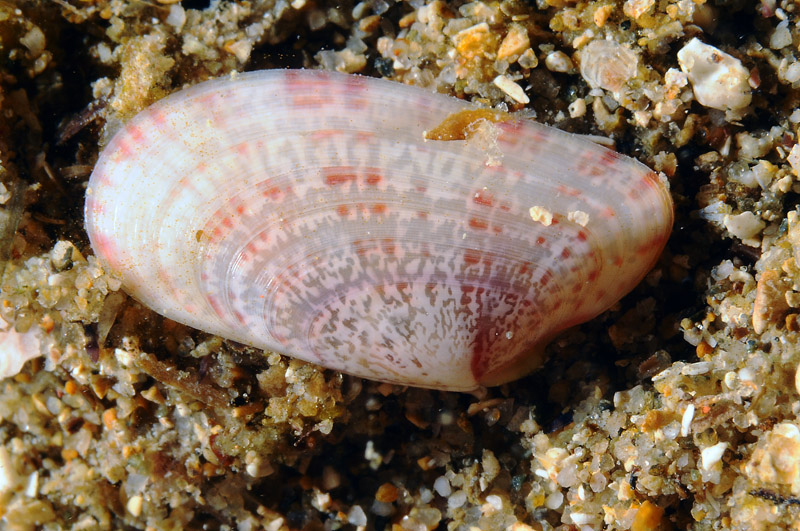 Bivalve sp